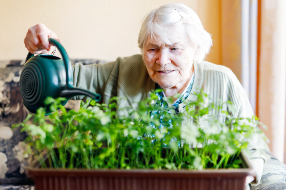 A senior woman waters her indoor plants